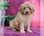 Image preview for Ad Listing. Nickname: Trixie