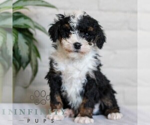 Bernedoodle (Miniature) Puppy for sale in LITITZ, PA, USA