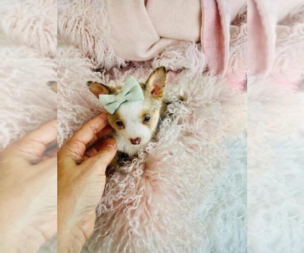 Medium Photo #2 Chihuahua Puppy For Sale in MIAMI, FL, USA