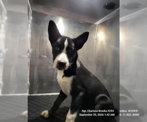 Siberian Husky-Unknown Mix Dogs for adoption in San Antonio, TX, USA