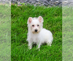 Small #10 Poodle (Toy)-West Highland White Terrier Mix