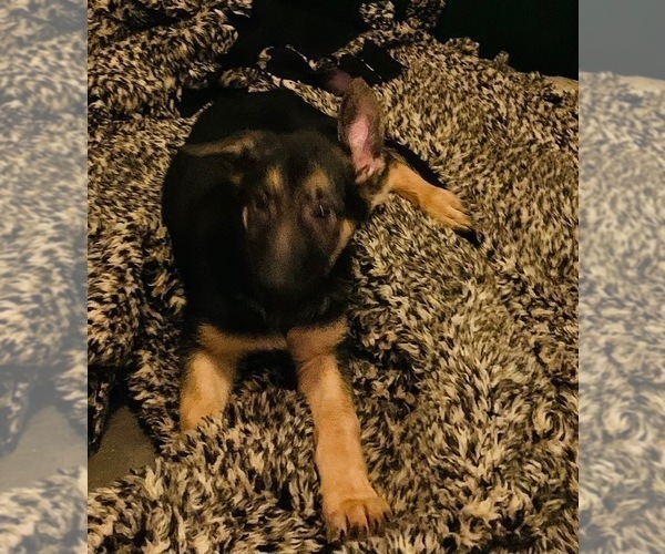 Medium Photo #5 German Shepherd Dog Puppy For Sale in CLOVIS, CA, USA