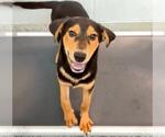 Small #1 German Shepherd Dog