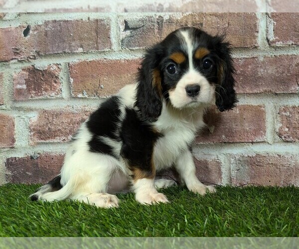 Medium Photo #4 Cavalier King Charles Spaniel Puppy For Sale in MOBERLY, MO, USA
