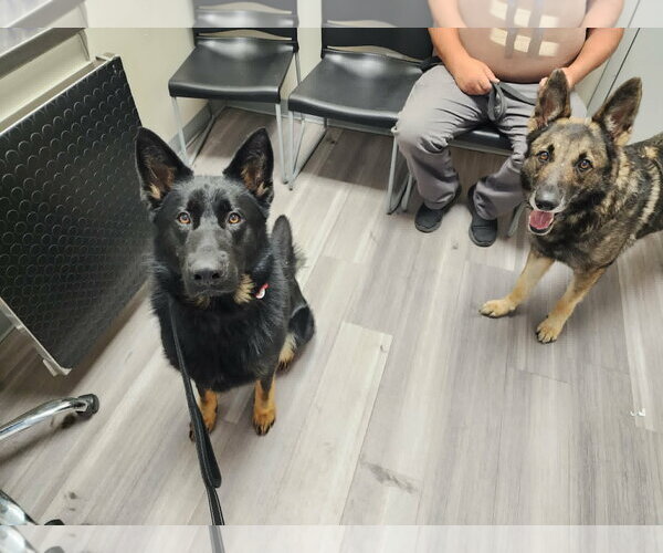 Medium Photo #8 German Shepherd Dog Puppy For Sale in Gretna, NE, USA