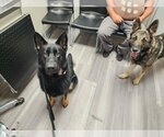 Small #7 German Shepherd Dog