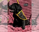 Small #2 Cane Corso