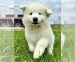 Small #1 Great Pyrenees