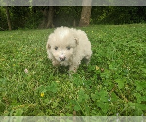 Pomeranian-Poodle (Toy) Mix Puppy for sale in SPENCER, TN, USA