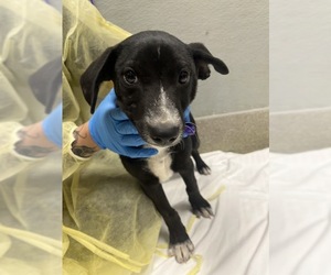Labrador Retriever-Unknown Mix Dogs for adoption in Las Vegas, NV, USA