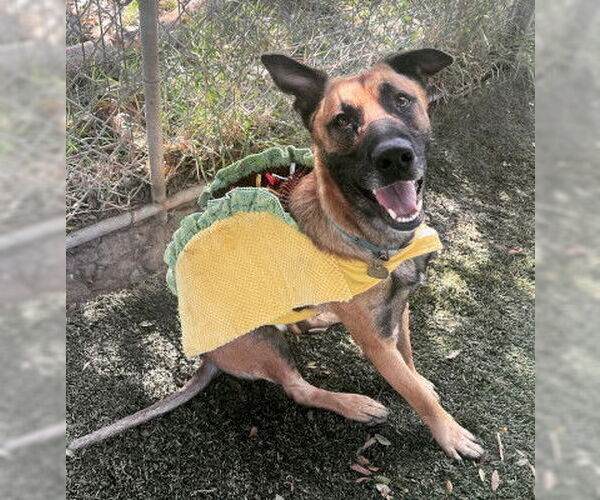 Medium Photo #6 Mutt Puppy For Sale in Ventura, CA, USA