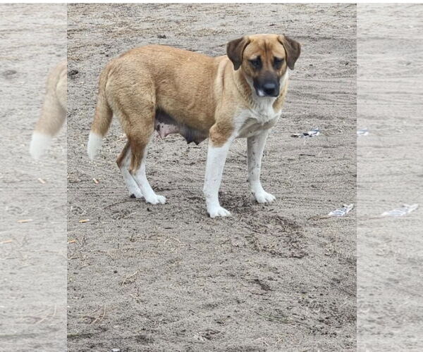 Medium Photo #6 Mutt Puppy For Sale in Holly Springs, NC, USA