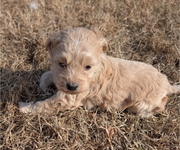 Medium Photo #2 Poodle (Toy)-Sheepadoodle Mix Puppy For Sale in MORGANTON, NC, USA
