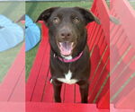 Small #2 Labrador Retriever Mix