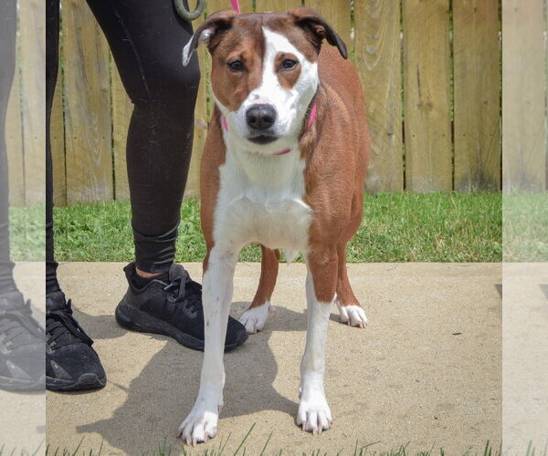 Medium Photo #3 American Staffordshire Terrier-Pointer Mix Puppy For Sale in Huntley, IL, USA
