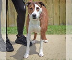 Small #2 American Staffordshire Terrier-Pointer Mix