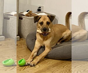 LUCAS - Male Mutt Dog for Adoption - Photo #6