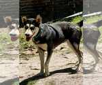 Small #5 Siberian Husky Mix