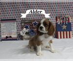 Small #13 Cavalier King Charles Spaniel