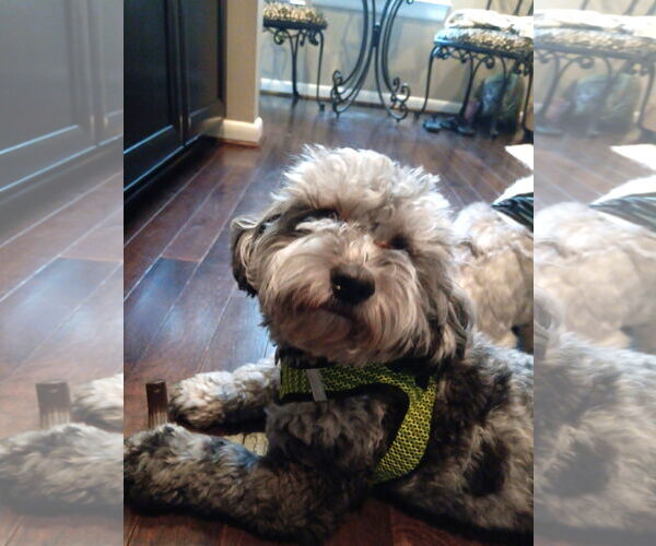 Medium Photo #5 Shih Tzu-Unknown Mix Puppy For Sale in Arlington, VA, USA