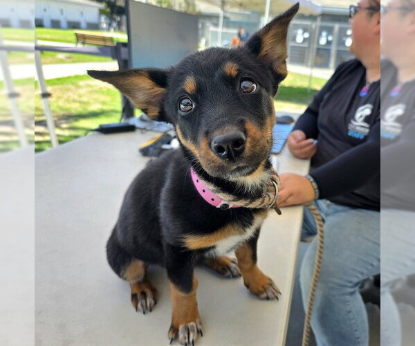Medium Photo #1 German Shepherd Dog Puppy For Sale in Long Beach, CA, USA