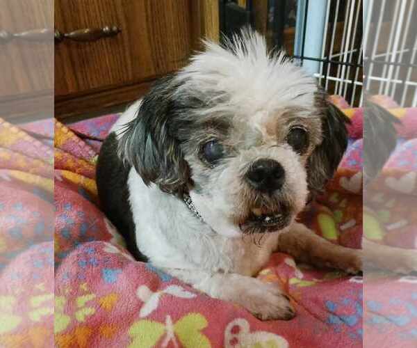 Medium Photo #2 Shih Tzu-Unknown Mix Puppy For Sale in Crescent City, FL, USA