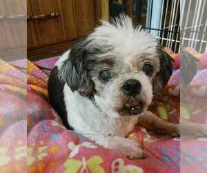 Franklin - Male Shih Tzu-Unknown Mix Dog for Adoption - Photo #2