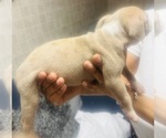 Small #25 American Bully