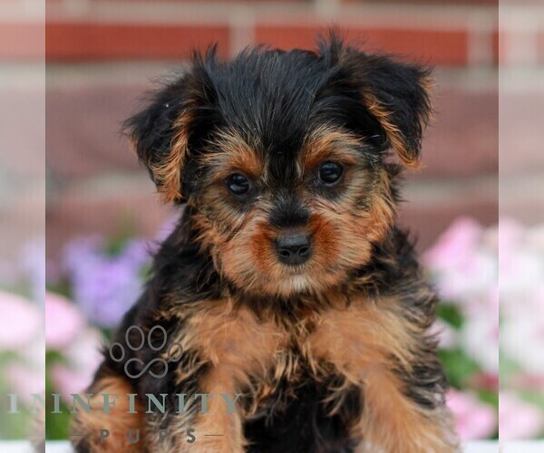 Medium Photo #1 Yorkshire Terrier Puppy For Sale in REINHOLDS, PA, USA