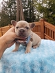 Small Photo #3 French Bulldog Puppy For Sale in BAKERVIEW, WA, USA