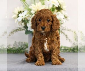 Cavapoo Puppy for sale in EAST EARL, PA, USA