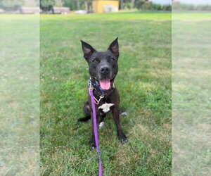 DK- King - Male Mutt Dog for Adoption - Photo #21
