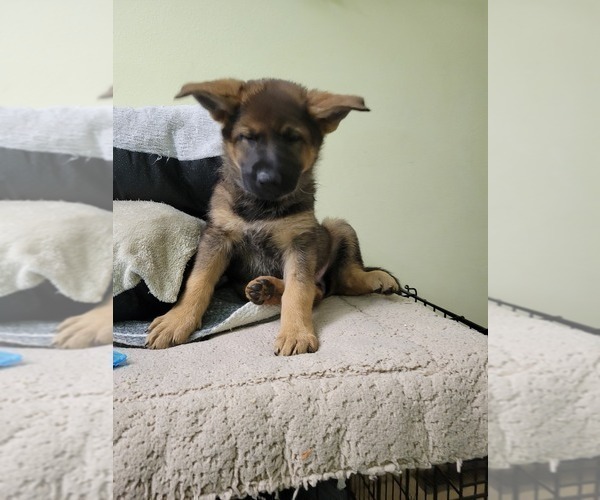 Medium Photo #2 German Shepherd Dog Puppy For Sale in SAINT CROIX FALLS, WI, USA