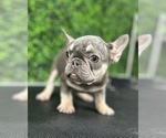 Small Photo #14 French Bulldog Puppy For Sale in PARADISE VALLEY, AZ, USA