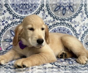 Golden Retriever Puppy for sale in LANCASTER, PA, USA