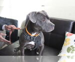Small #4 American Pit Bull Terrier
