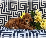 Small Photo #5 Poodle (Toy) Puppy For Sale in NEW PROVIDENCE, PA, USA