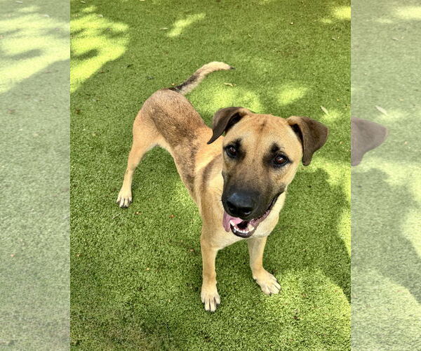 Medium Photo #1 Anatolian Shepherd-Unknown Mix Puppy For Sale in Hilton Head, SC, USA