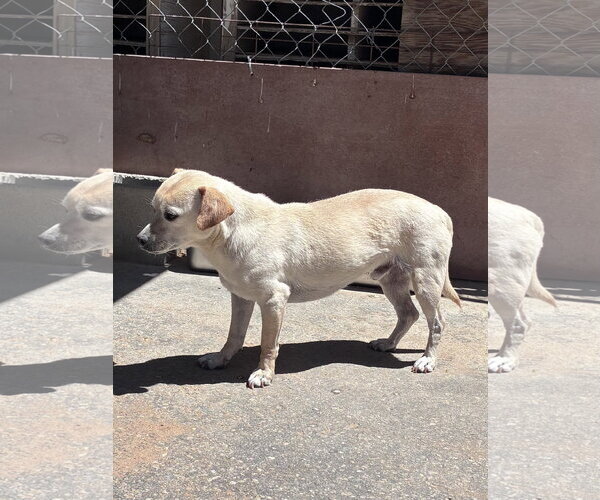 Medium Photo #3 Beagle-Unknown Mix Puppy For Sale in Apple Valley, CA, USA