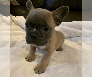 French Bulldog Puppy for sale in JOHNS ISLAND, SC, USA