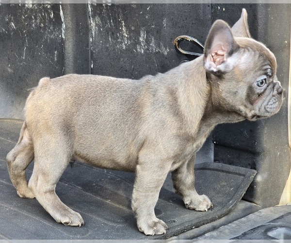 Medium Photo #2 French Bulldog Puppy For Sale in SAN ANTONIO, TX, USA