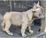 Small #1 French Bulldog