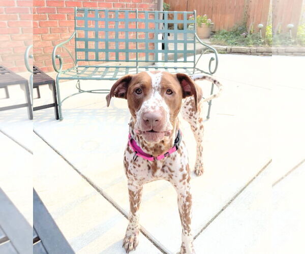 Medium Photo #5 Dalmatian-German Shorthaired Pointer Mix Puppy For Sale in Germantown, OH, USA