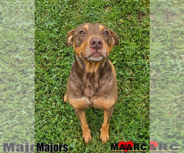Medium Photo #4 Australian Kelpie-Doberman Pinscher Mix Puppy For Sale in Maryville, TN, USA