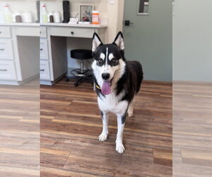 Markus - Male Siberian Husky Dog for Adoption - Photo #5