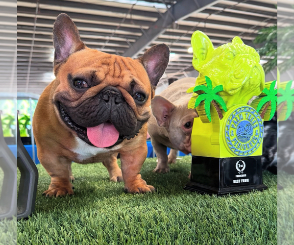 Medium Photo #1 French Bulldog Puppy For Sale in HUNTSVILLE, AL, USA