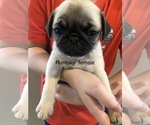 Small Photo #2 Pug Puppy For Sale in SUMTER, SC, USA