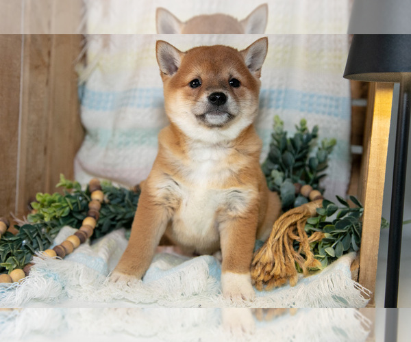Medium Photo #1 Shiba Inu Puppy For Sale in TOPEKA, IN, USA