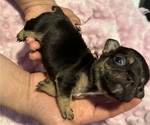 Small Photo #13 French Bulldog Puppy For Sale in OSWEGO, IL, USA