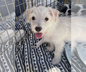 Chihuahua-Unknown Mix Dogs for adoption in Lake Elsinore, CA, USA